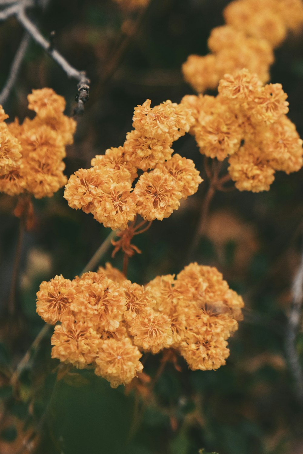 yellow flowers in tilt shift lens