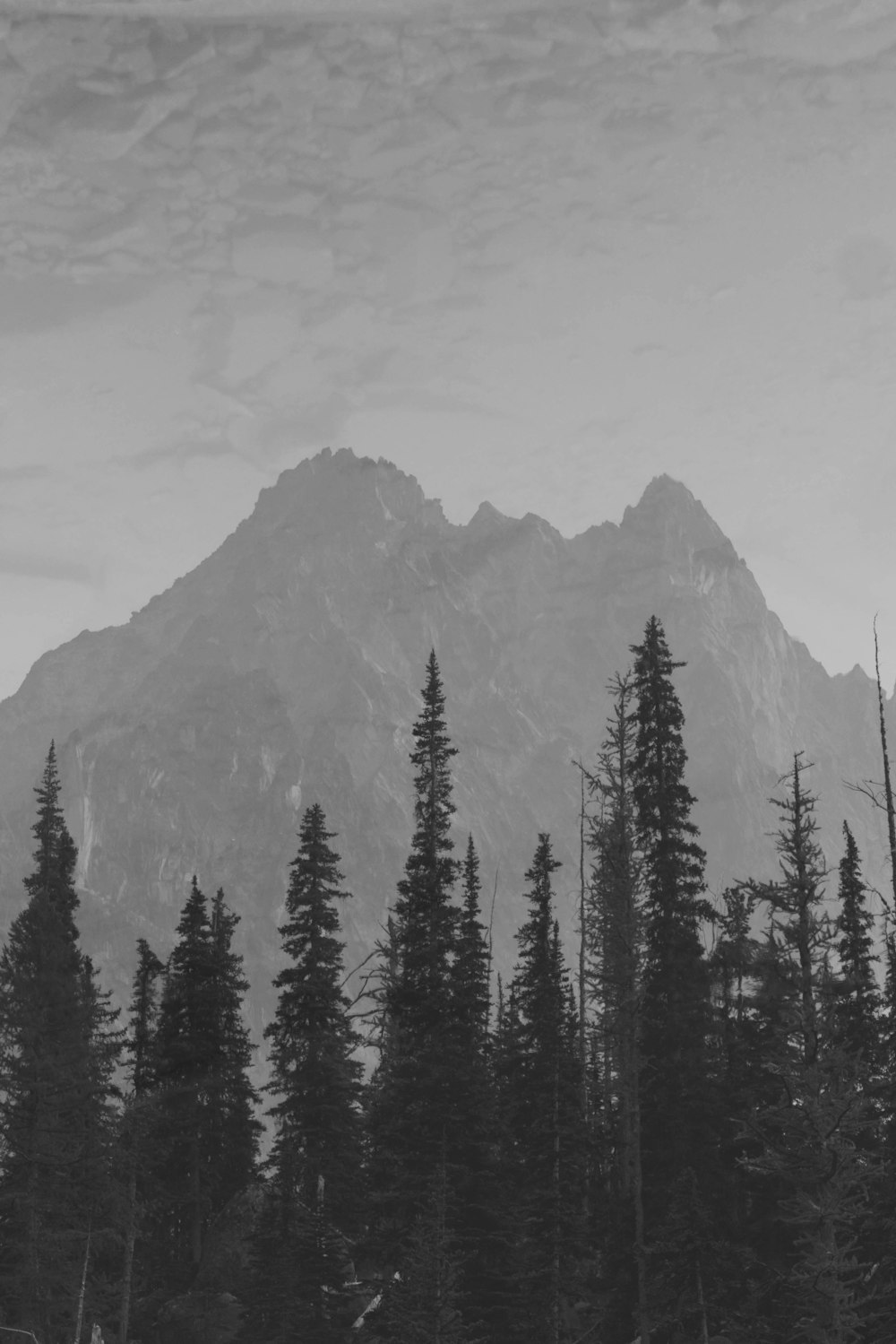 green pine trees on mountain