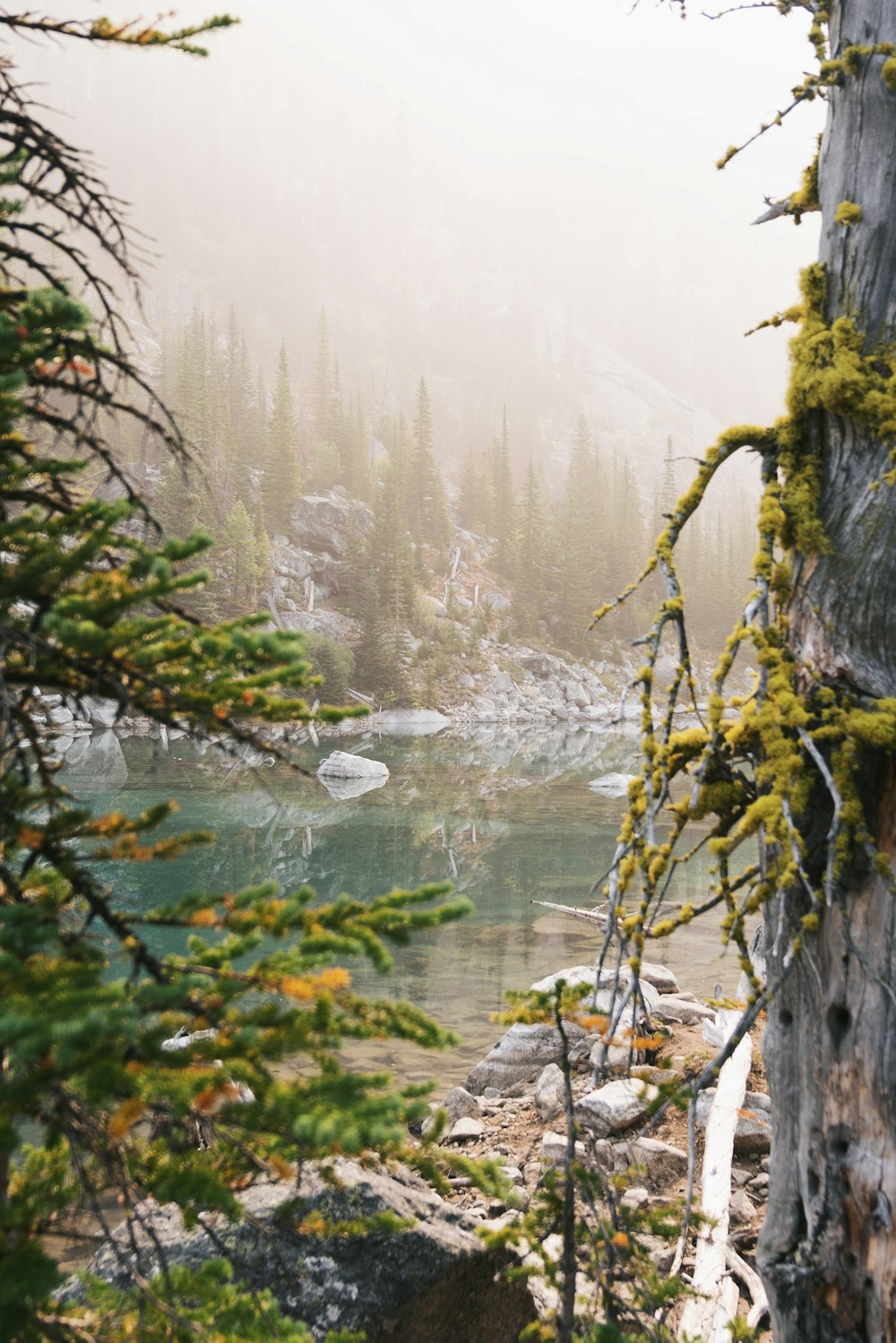 green moss on brown tree branch near river during daytime