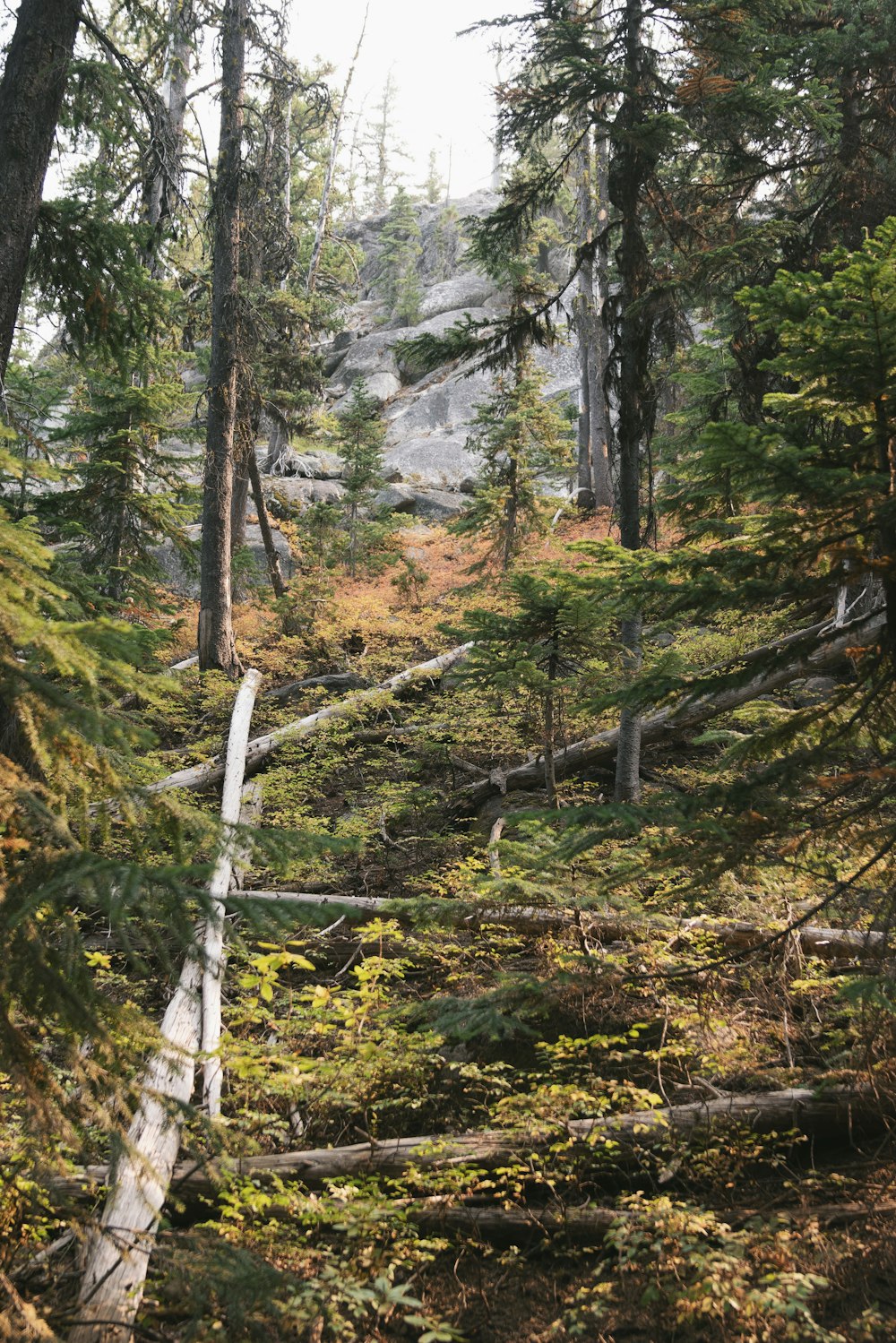 green trees on forest during daytime