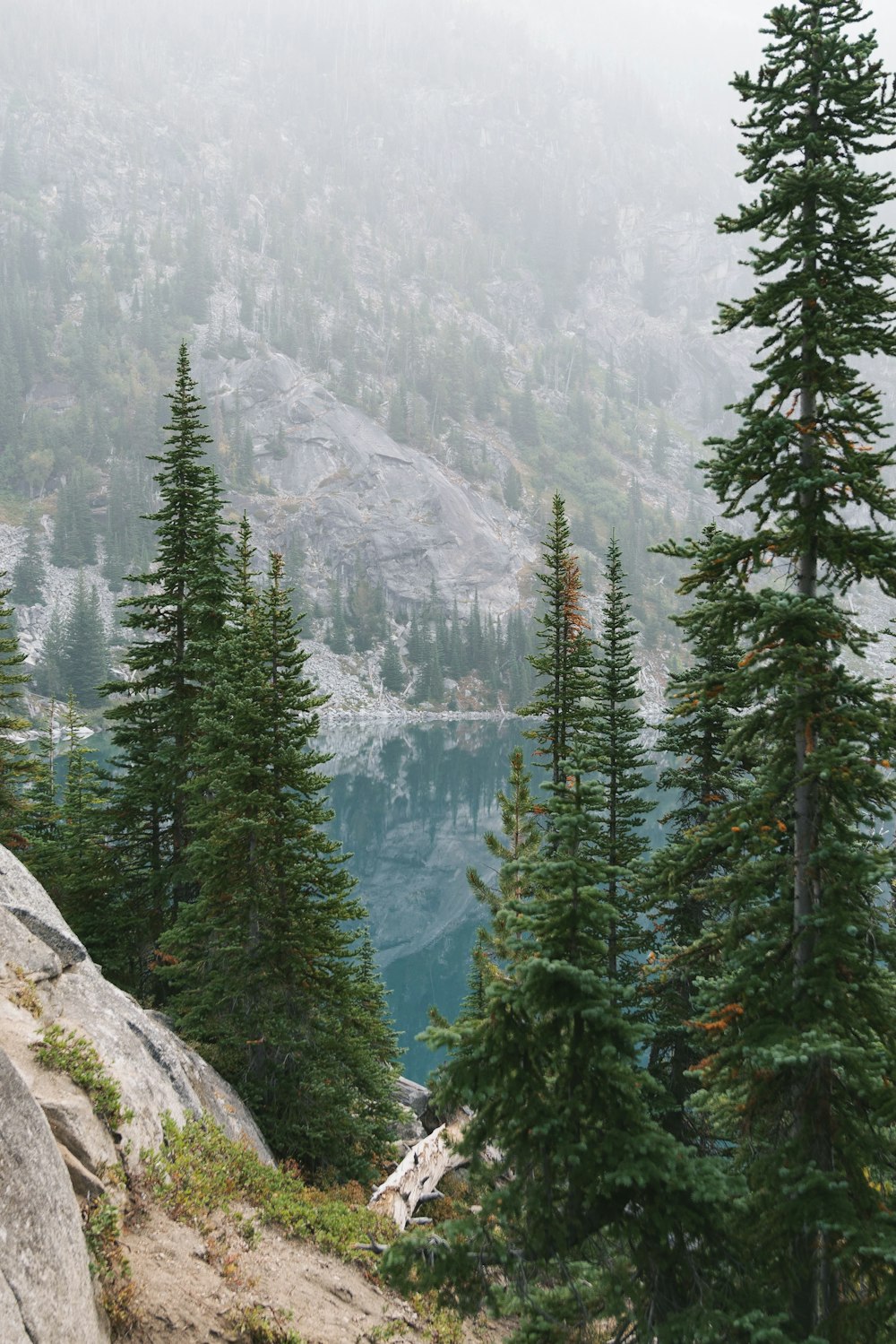 green pine trees on gray rocky mountain during daytime