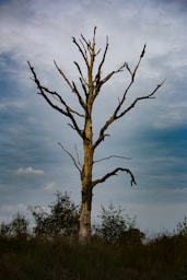 leafless tree under cloudy sky during daytime