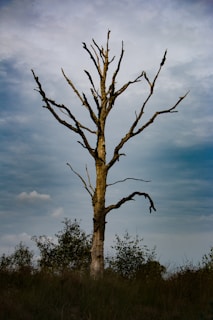 leafless tree under cloudy sky during daytime