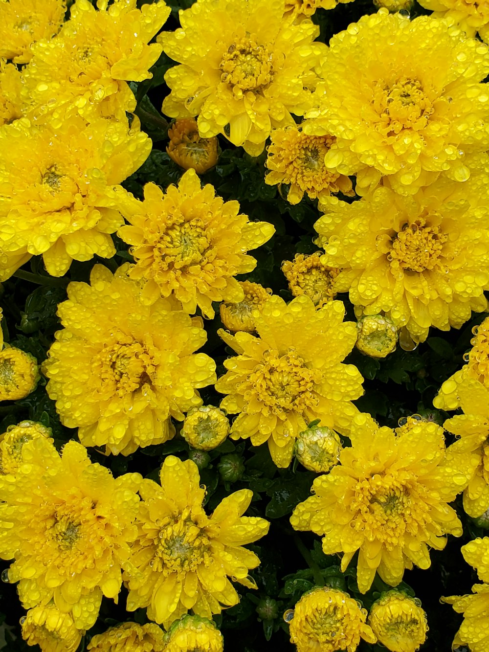 yellow flowers with green leaves