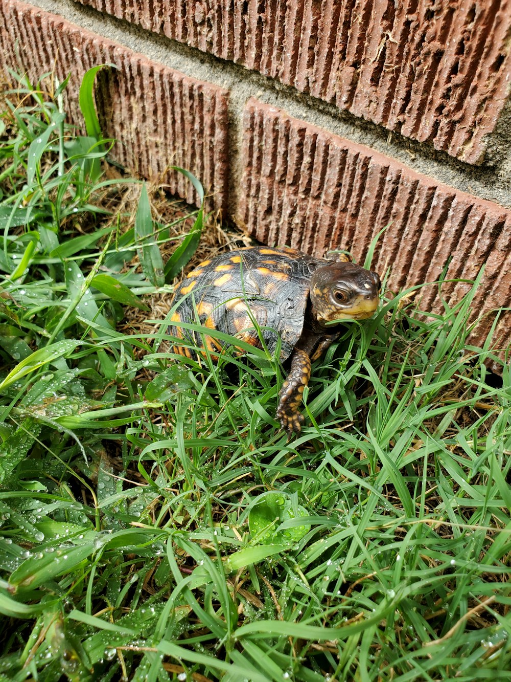 brown and black turtle on green grass