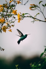 green and black humming bird flying
