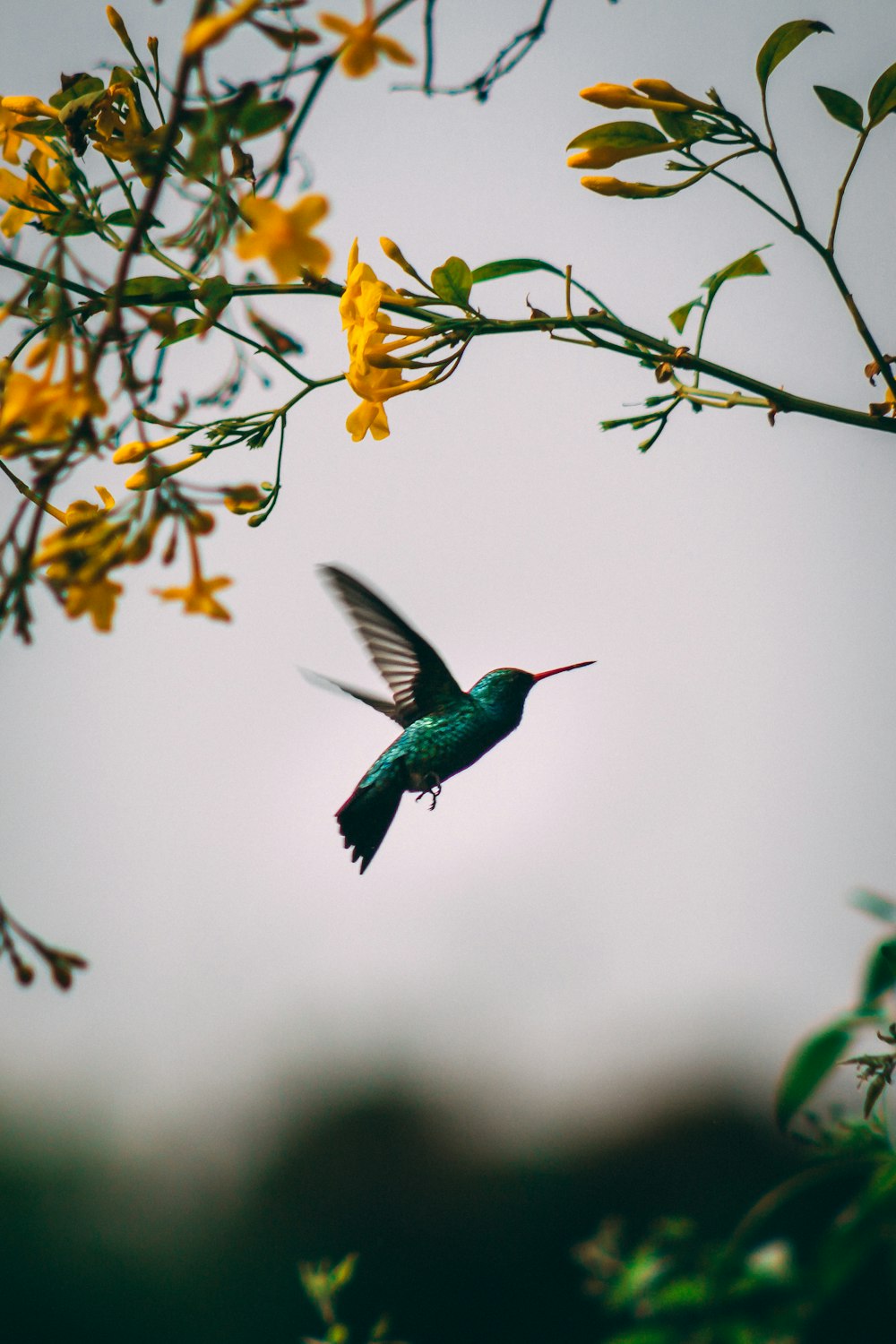 green and black humming bird flying