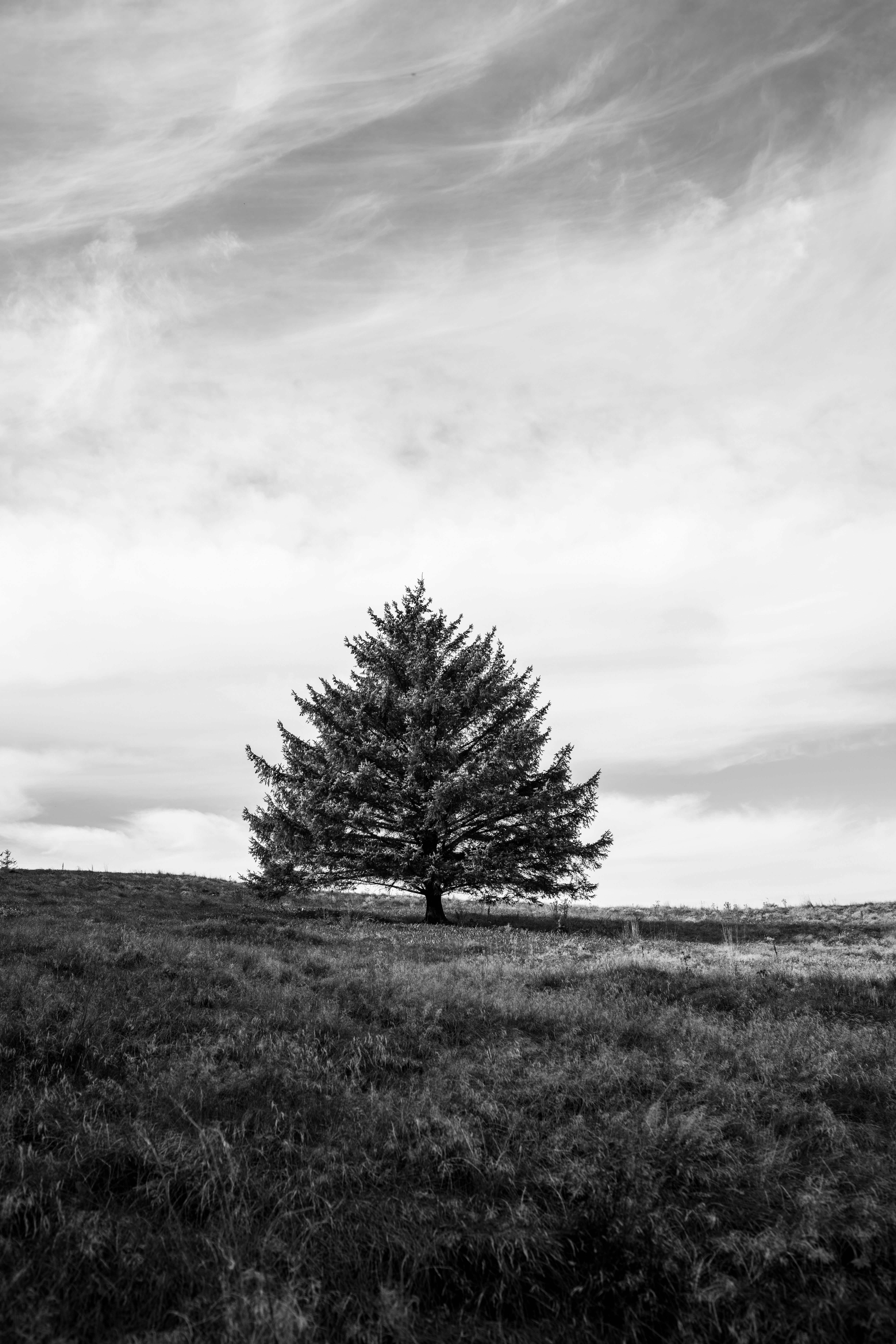 grayscale photo of tree on grass field