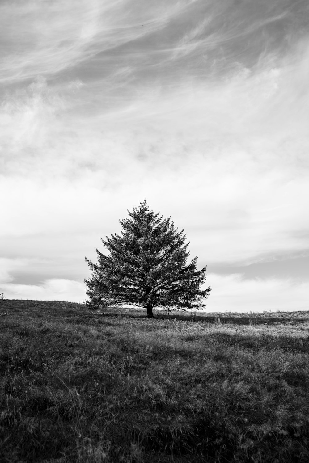 grayscale photo of tree on grass field