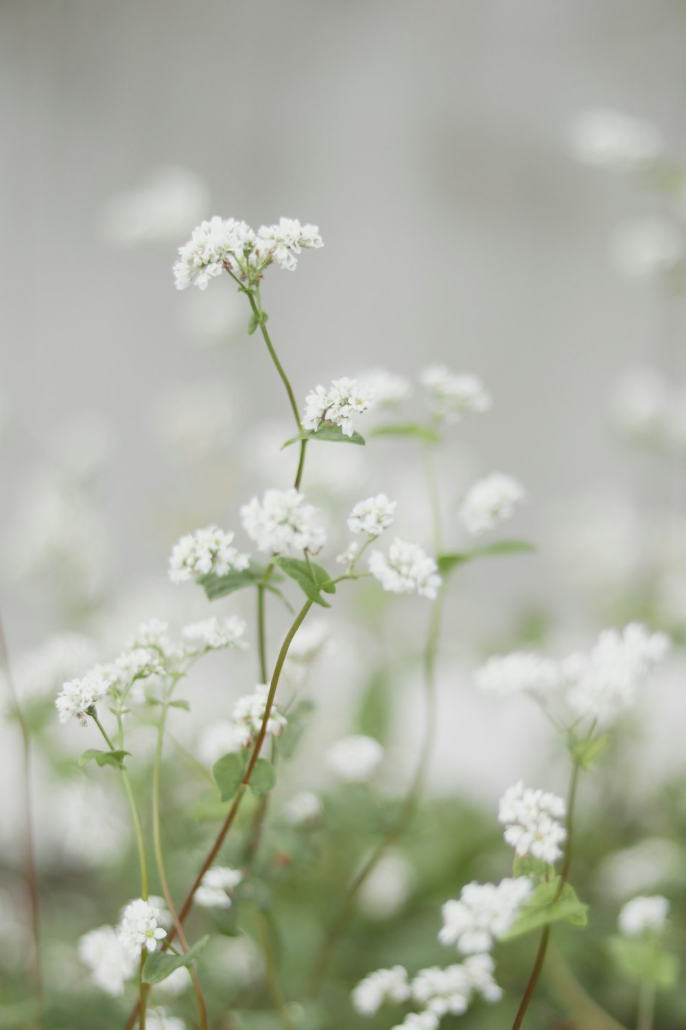 white flowers in tilt shift lens