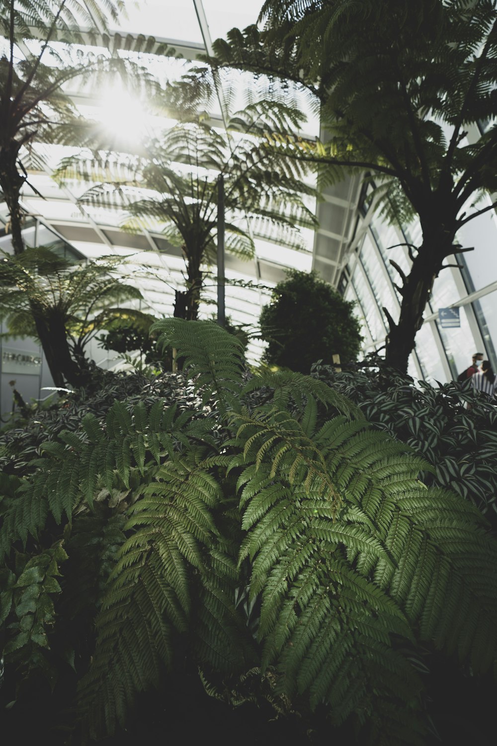 green fern plant near white building