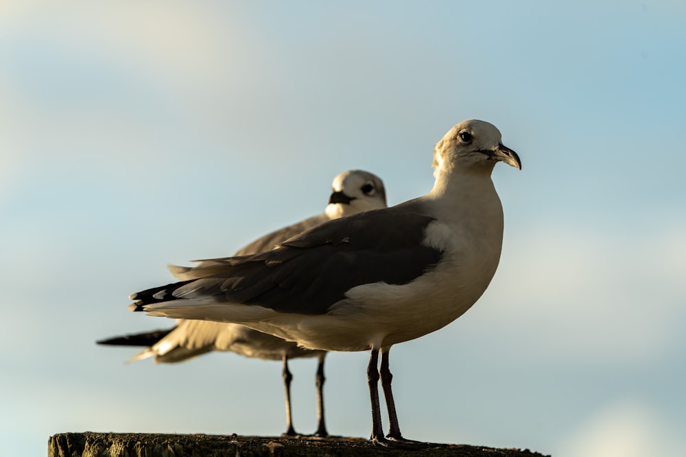 white and black bird on brown concrete surface during daytime