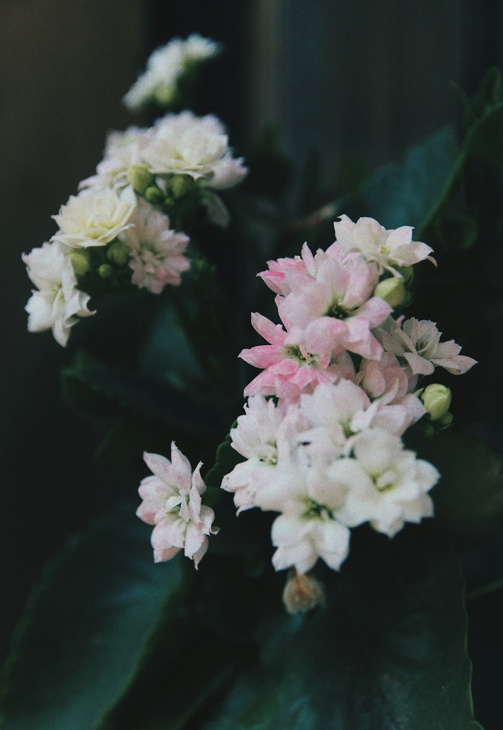 white and pink flowers in tilt shift lens