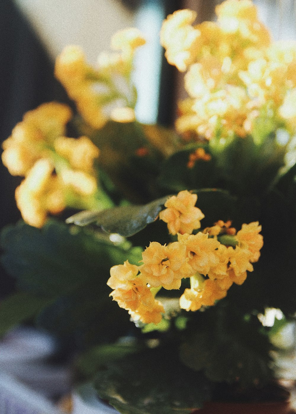 yellow flower with green leaves