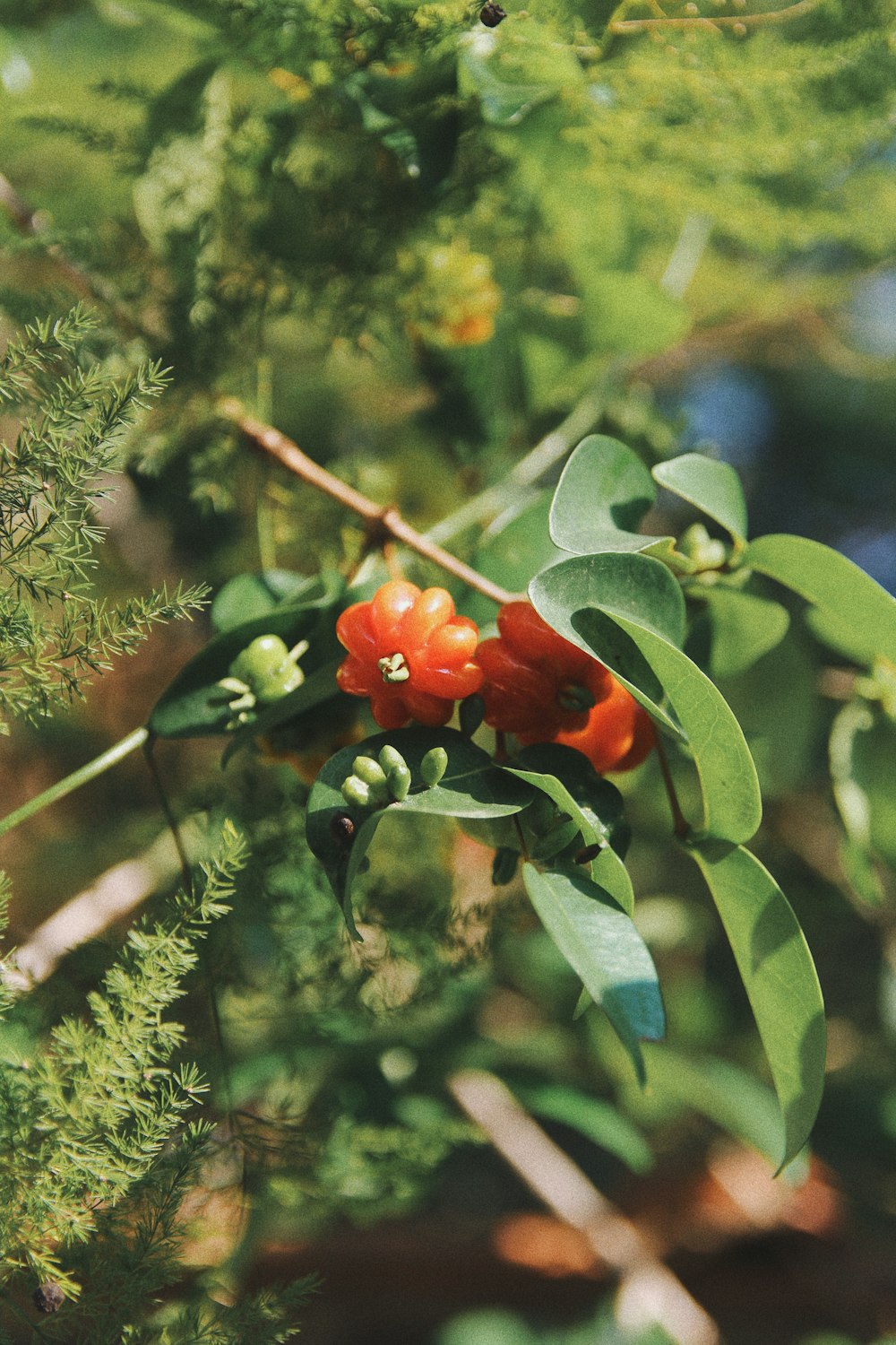 fleur rouge dans des feuilles vertes