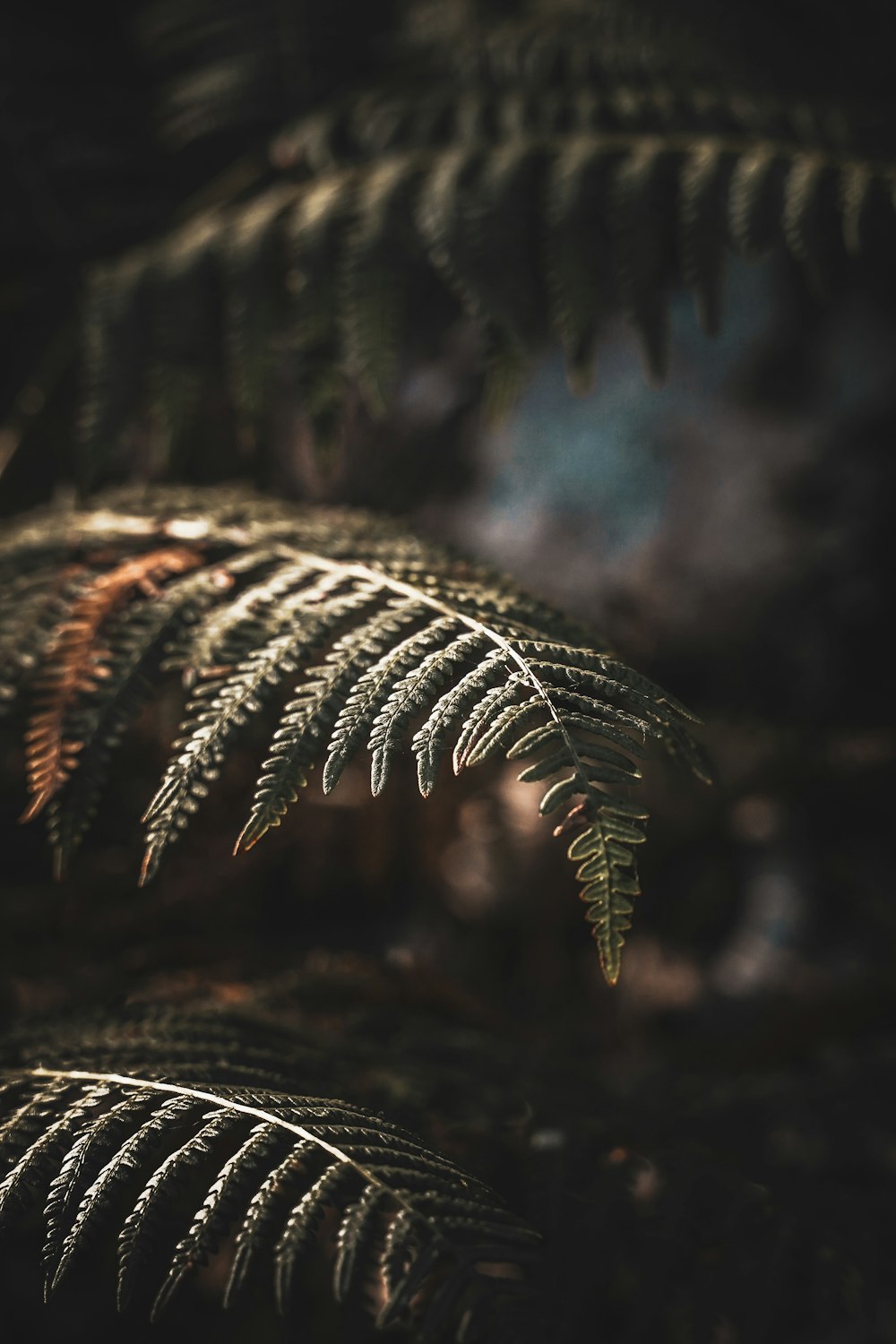 green fern plant in close up photography