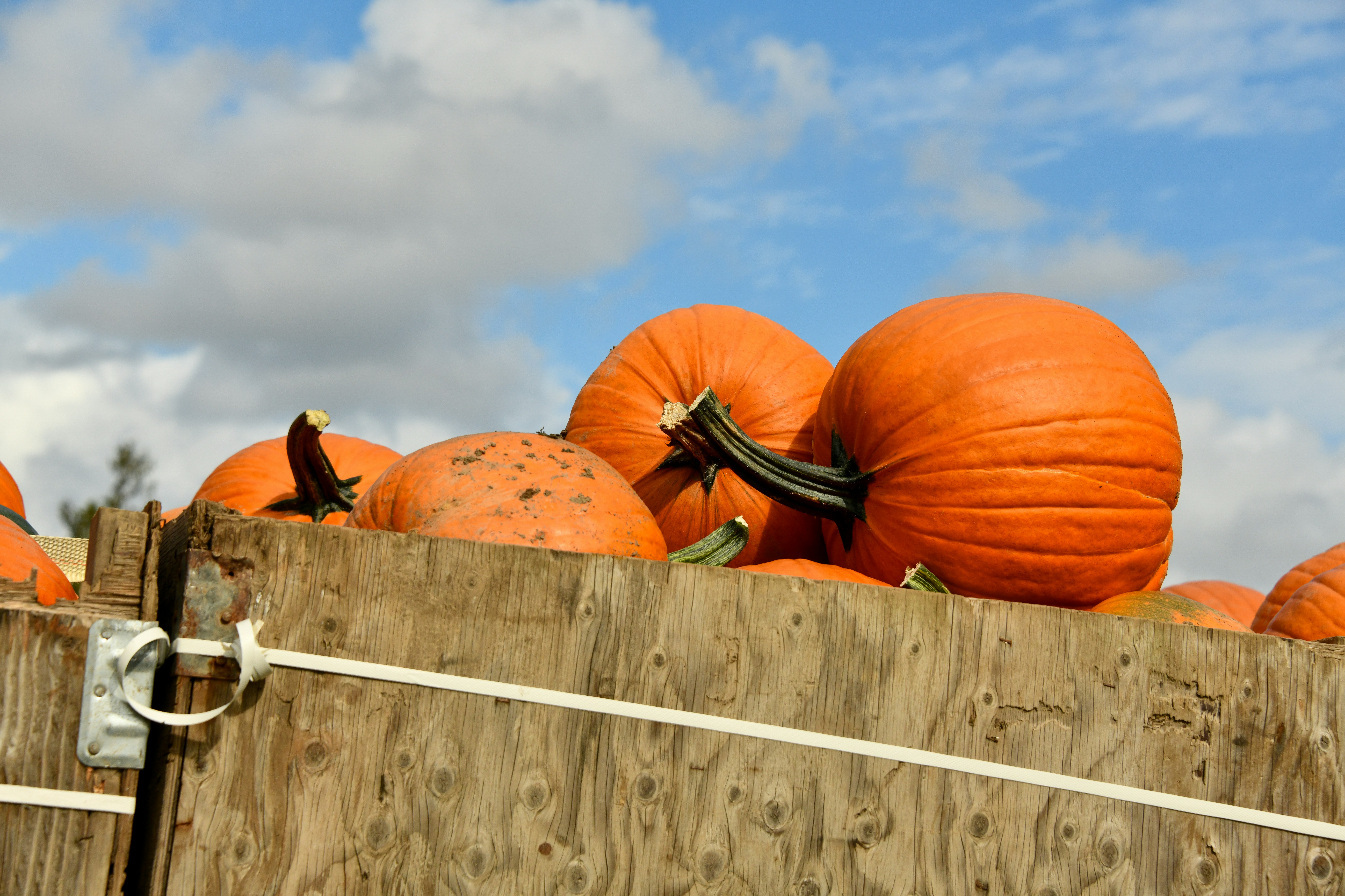 2 citrouilles sur une clôture en bois blanc sous un ciel bleu pendant la journée