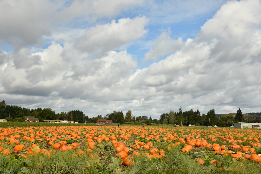 orange pumpkins on green grass field under white clouds and blue sky during daytime
