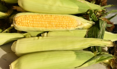 yellow corn on green grass corn zoom background