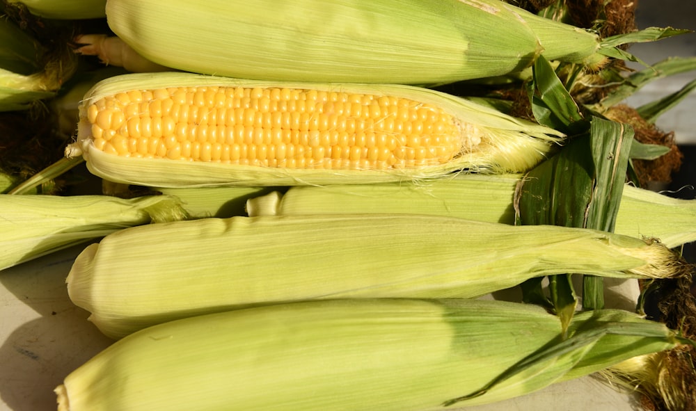 yellow corn on green grass