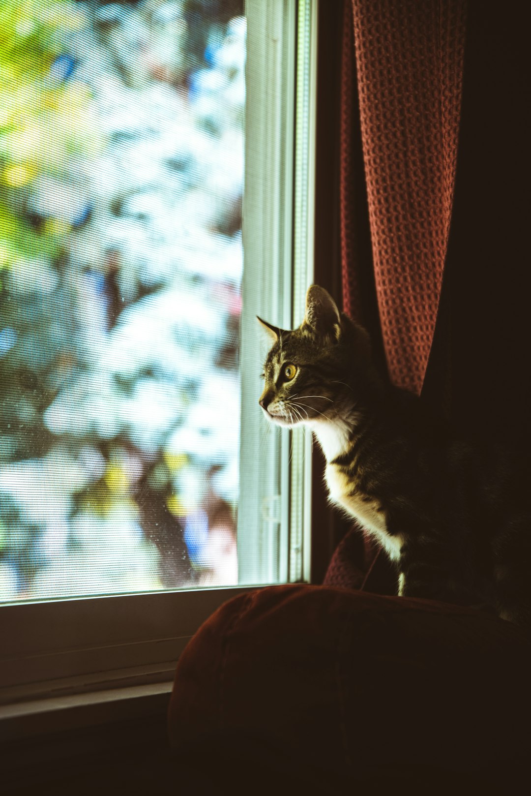 brown tabby cat on window