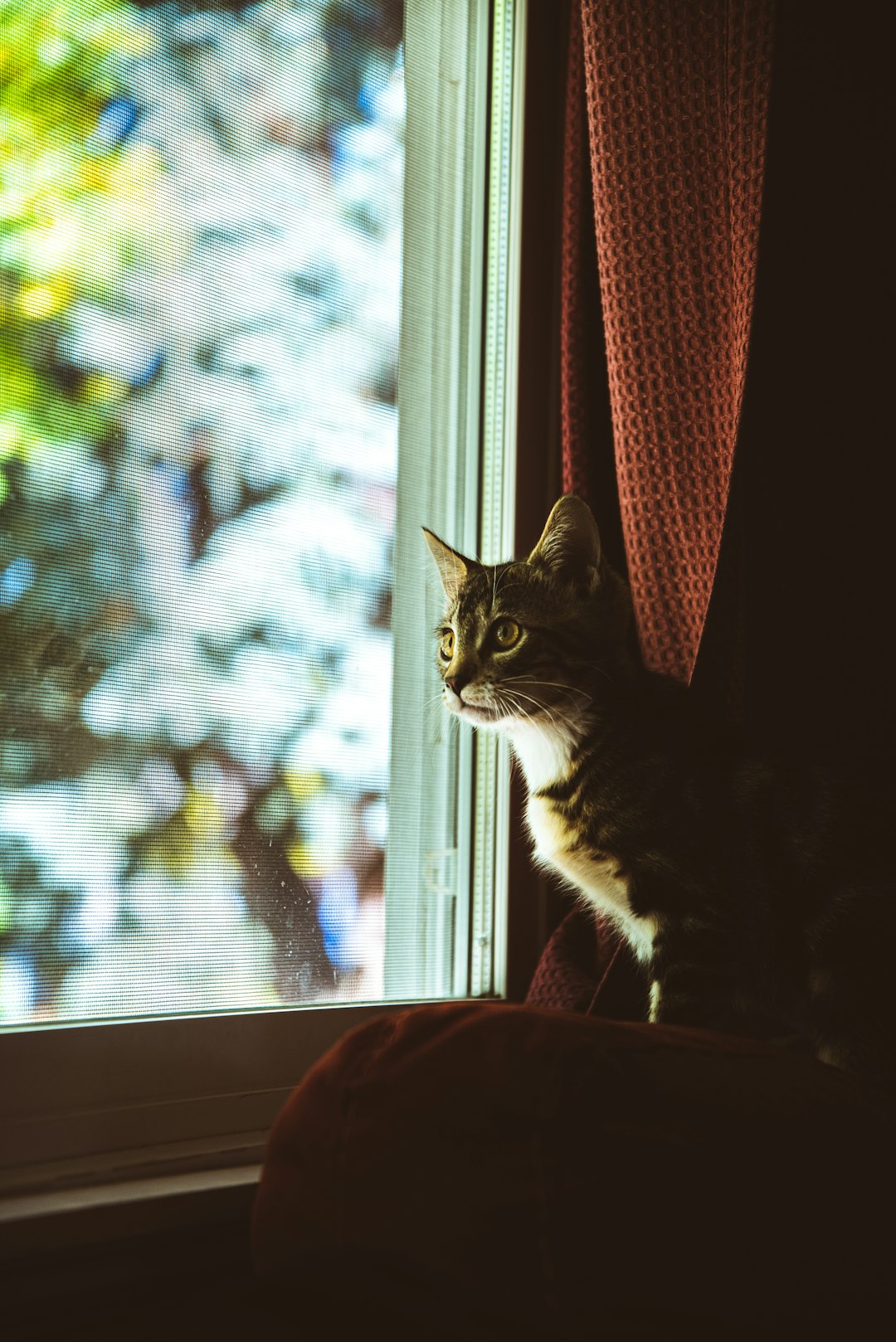 brown tabby cat on window