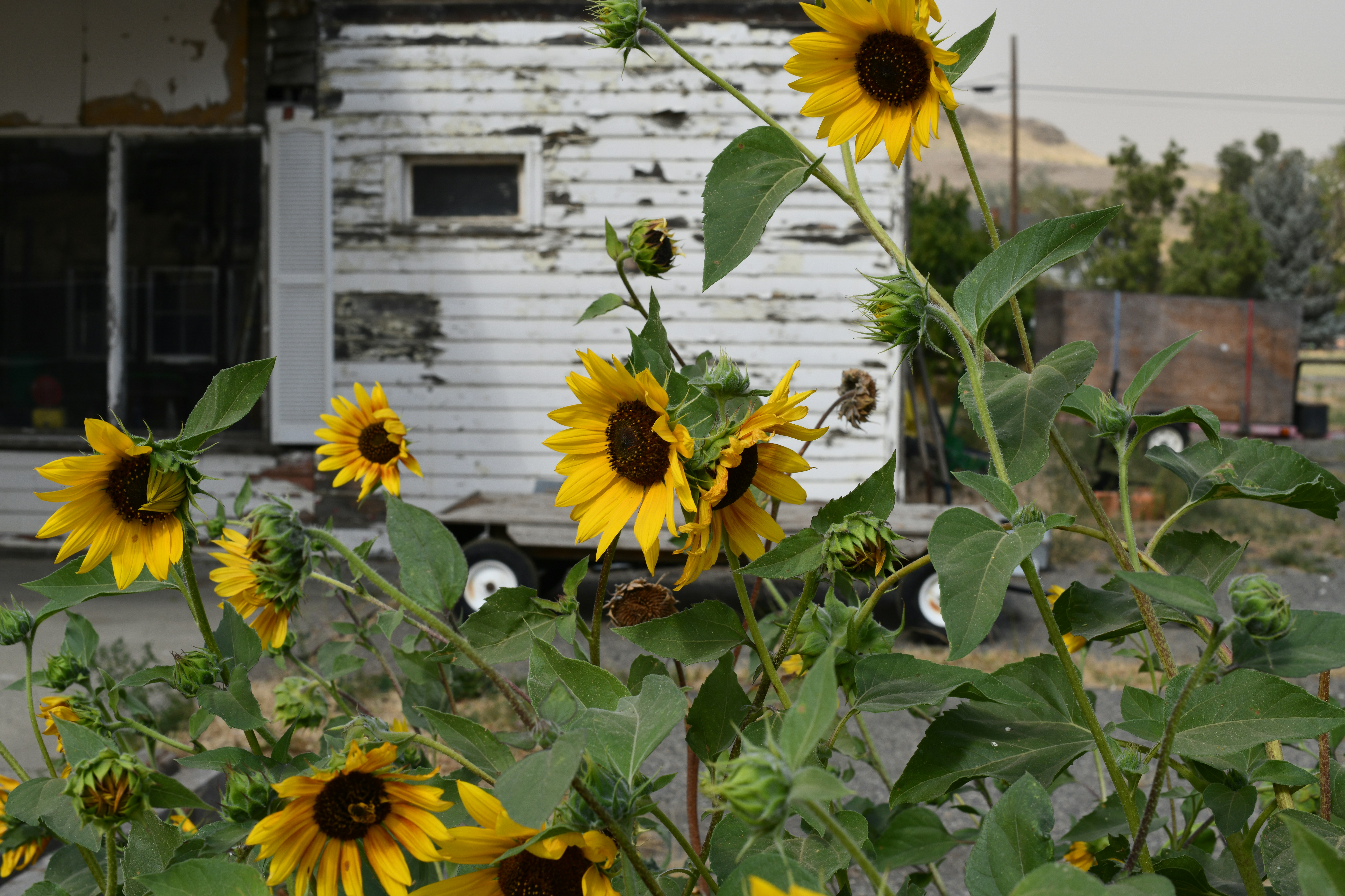 tournesol jaune devant une maison en bois blanc