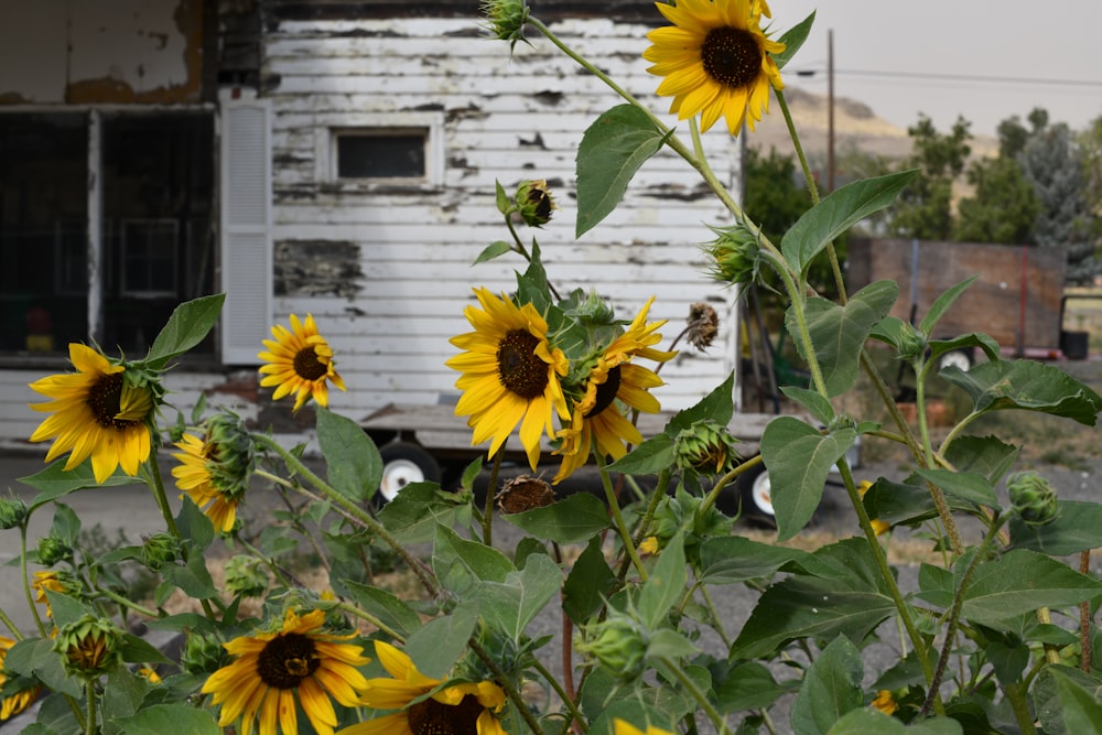 yellow sunflower in front of white wooden house