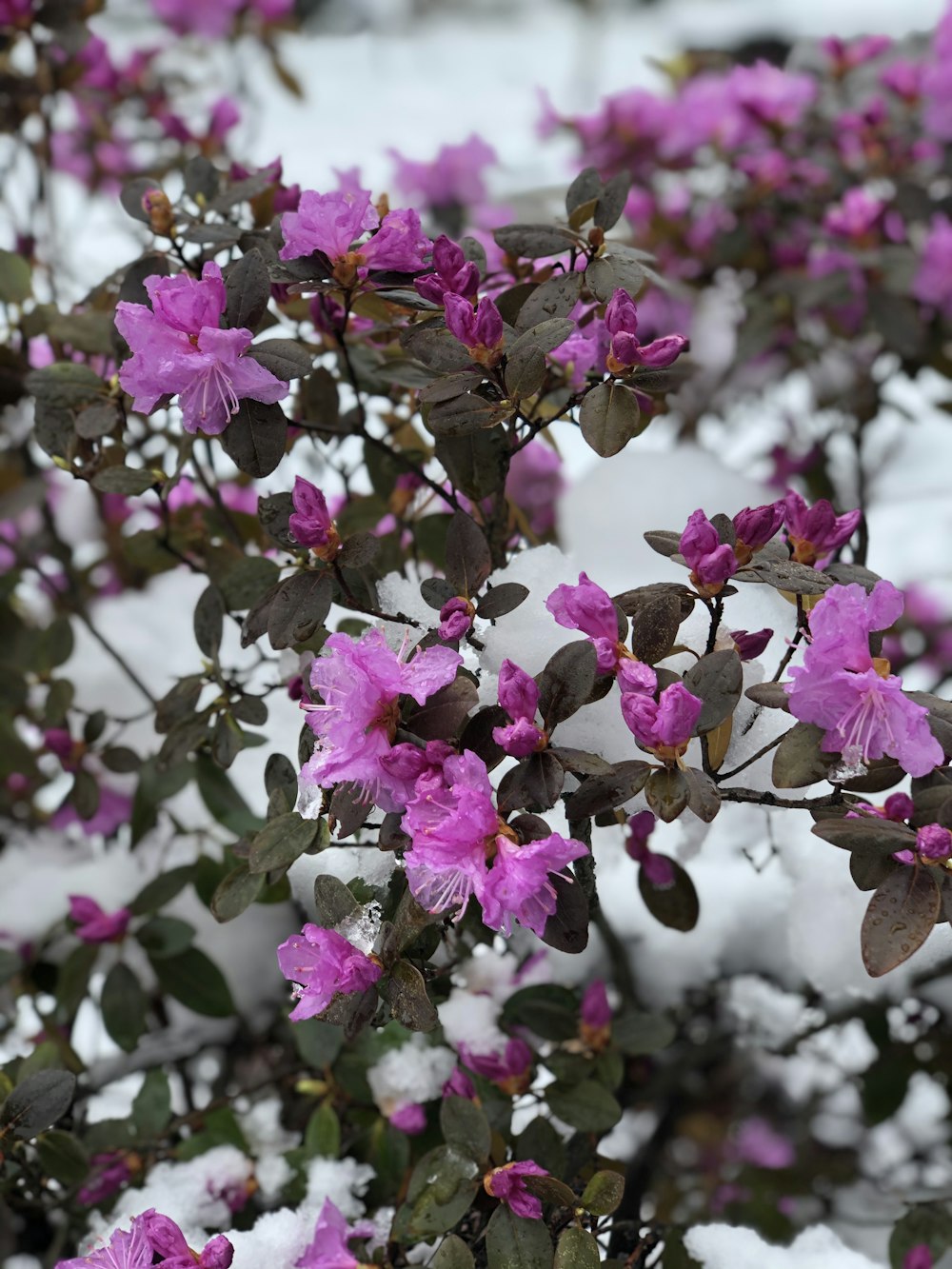 pink flowers in tilt shift lens