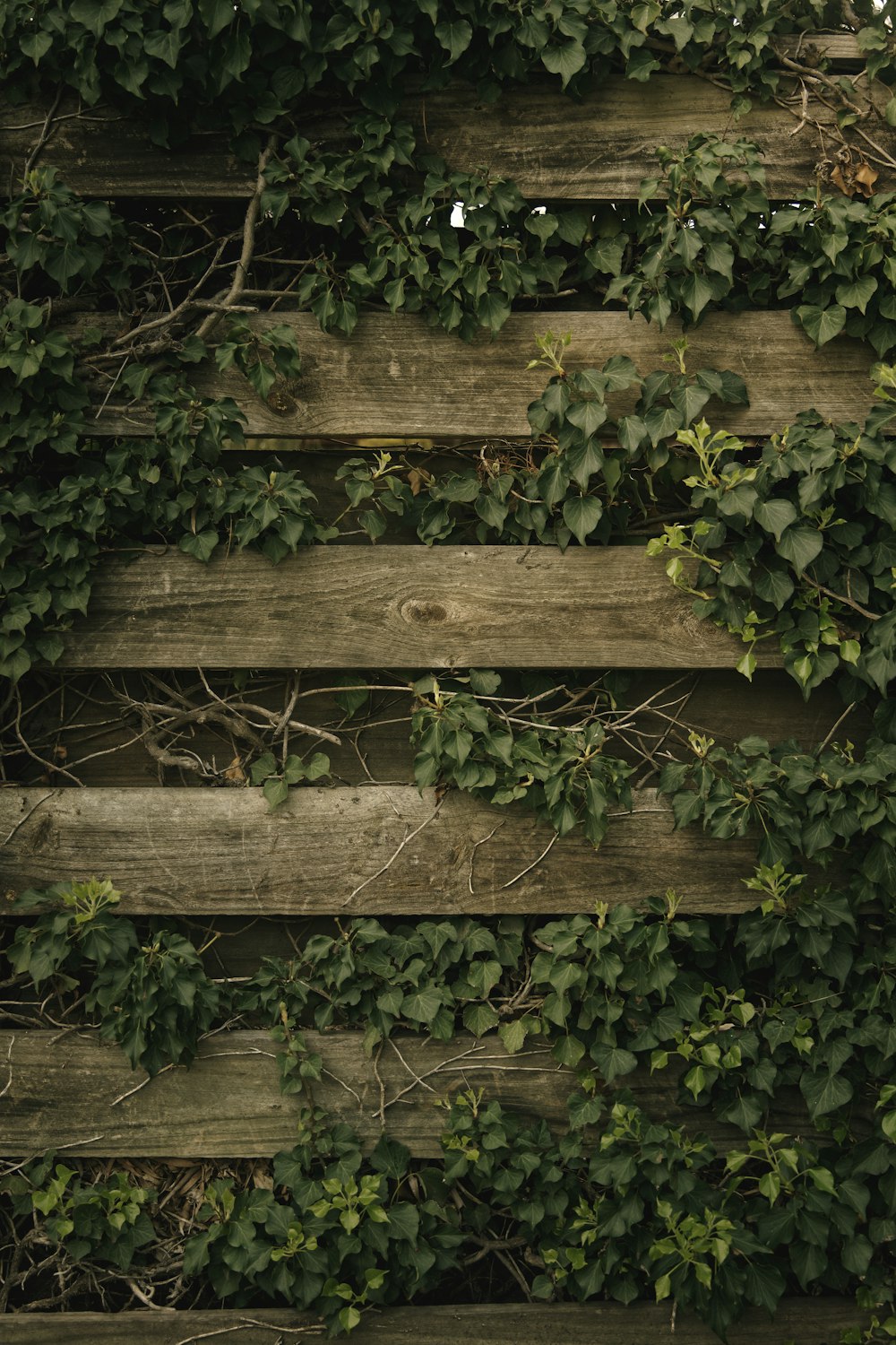 green vine plant on brown wooden fence