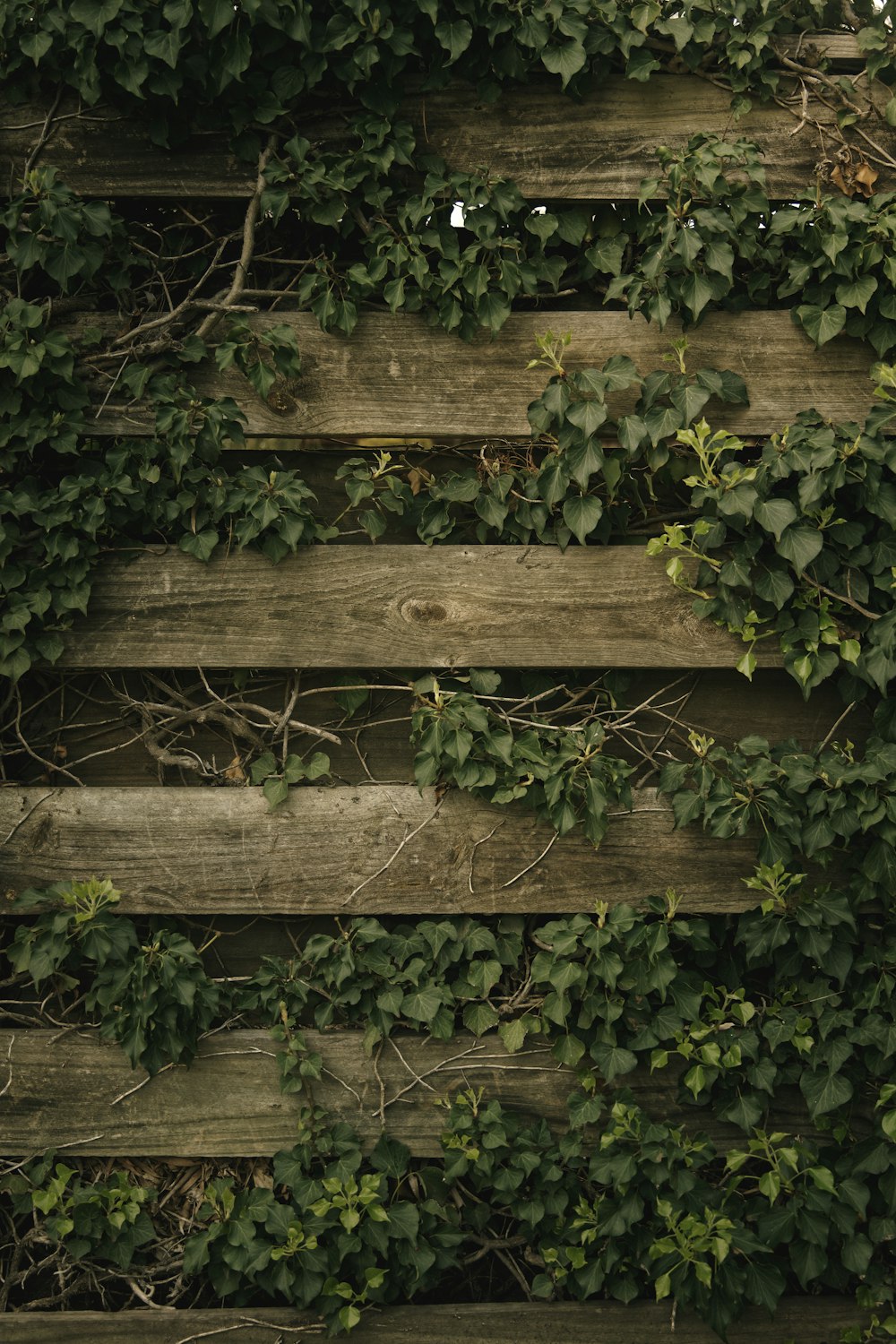 plante de vigne verte sur clôture en bois marron