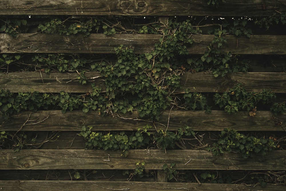 green leaves on brown wooden fence