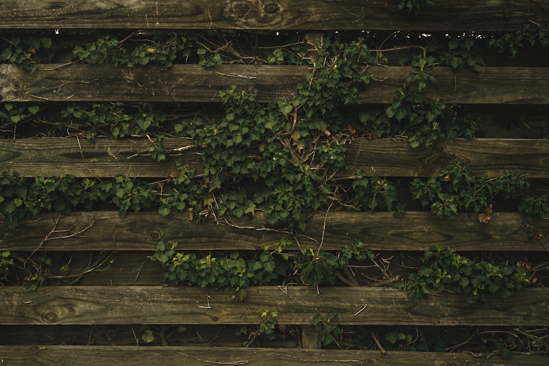 green leaves on brown wooden fence