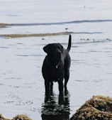 A black Labrador retriever stands in shallow water near a rocky shoreline. The water is calm, creating a serene backdrop as the dog looks attentively into the distance.
