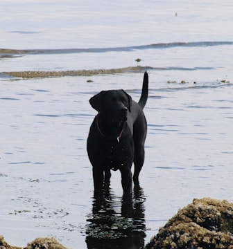 A black Labrador retriever stands in shallow water near a rocky shoreline. The water is calm, creating a serene backdrop as the dog looks attentively into the distance.