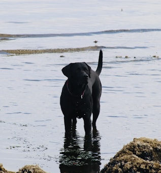A black Labrador retriever stands in shallow water near a rocky shoreline. The water is calm, creating a serene backdrop as the dog looks attentively into the distance.