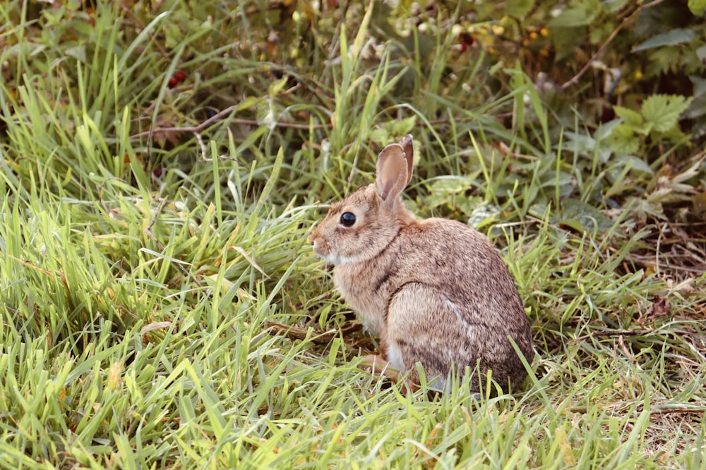 brown rabbit on green grass during daytime