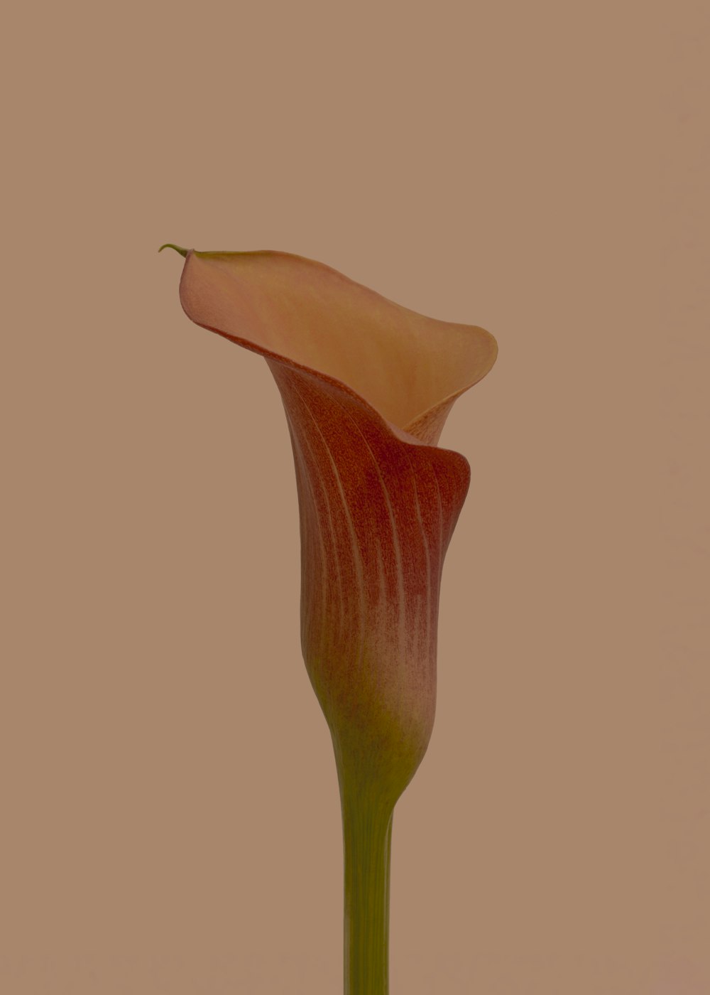 braune Blütenknospe mit weißem Hintergrund