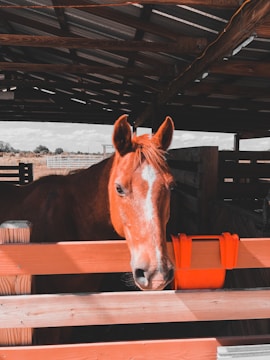 A chestnut horse with a white stripe on its face stands behind a wooden fence in a sheltered area with a corrugated metal roof. The horse appears calm and is looking directly at the viewer. An orange feed or water bucket is attached to the fence.