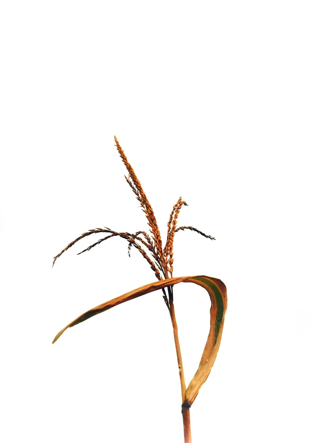 brown dried plant on white background