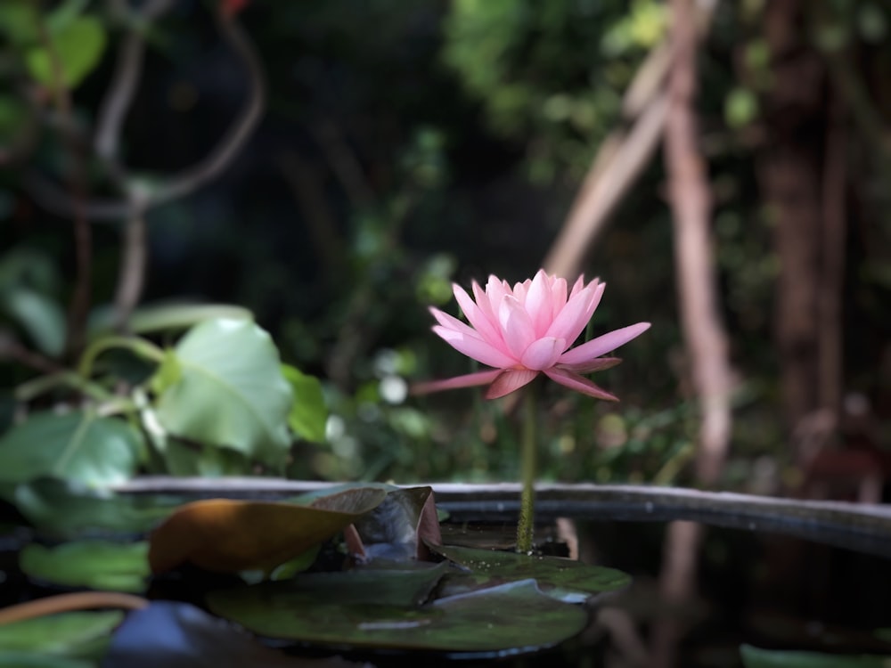 pink lotus flower in bloom during daytime