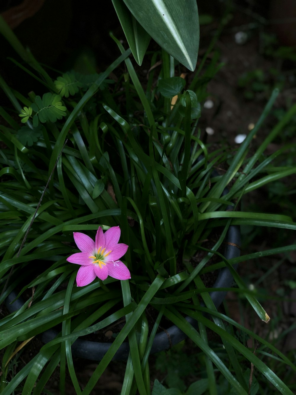 pink flower with green leaves