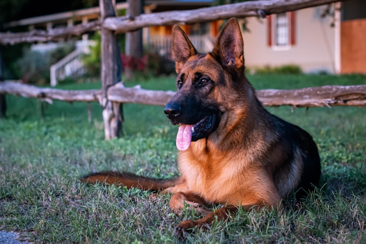 German Shepherds Shedding