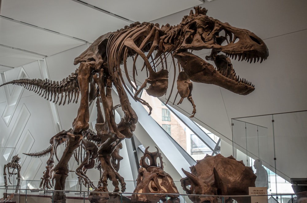 brown animal skeleton on glass roof