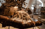 A small animal skeleton perched on a branch is displayed in a museum setting. The background is filled with other bones and fossils encased in glass displays, creating an atmosphere of natural history exploration.