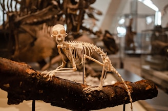 A fossil dig site with a cat curiously inspecting the ancient bones, blending curiosity and history.