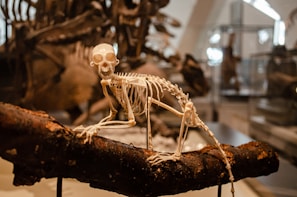 A small animal skeleton perched on a branch is displayed in a museum setting. The background is filled with other bones and fossils encased in glass displays, creating an atmosphere of natural history exploration.