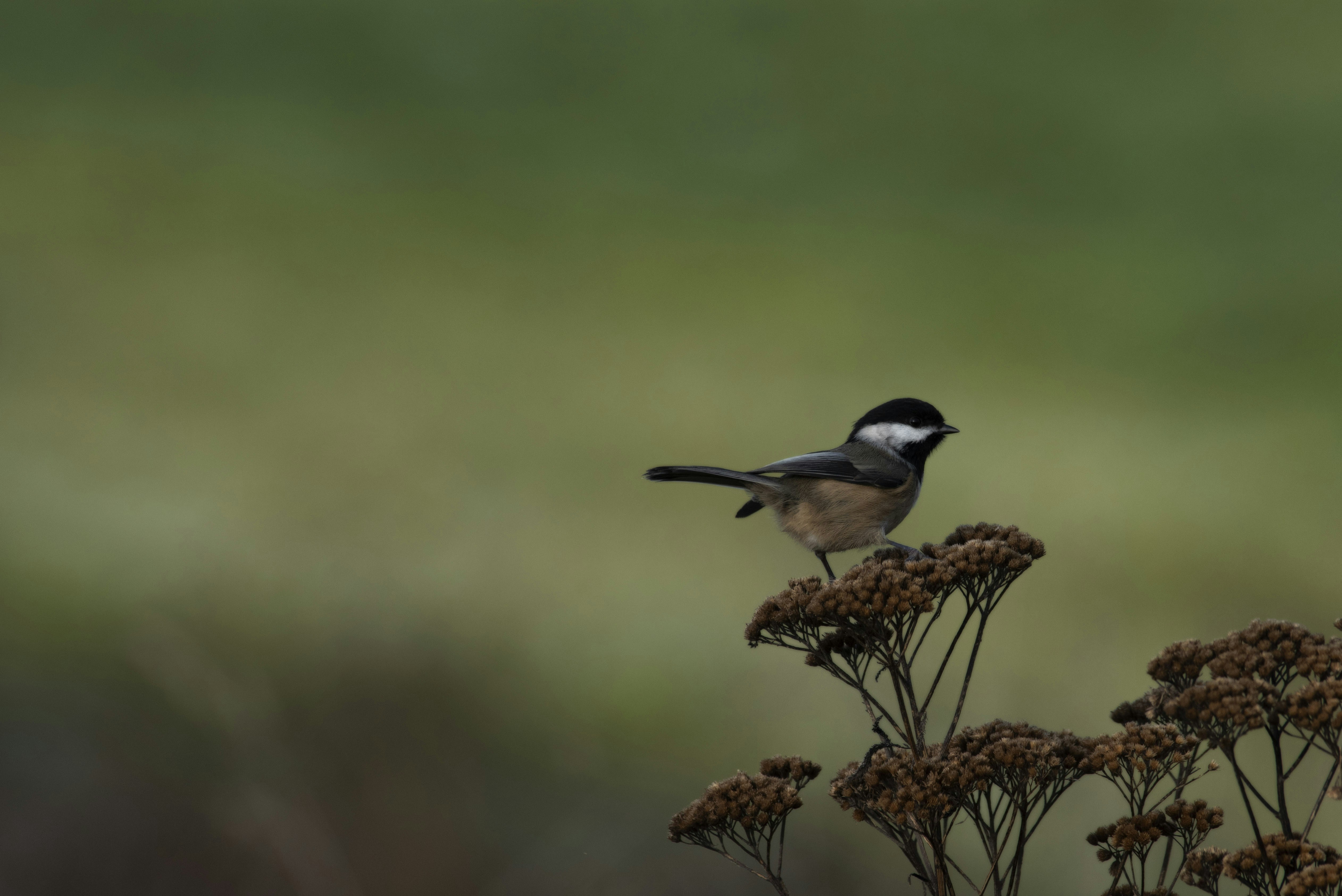 black and white bird on brown tree branch