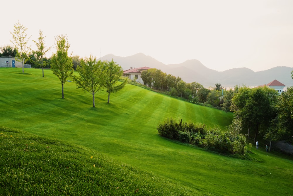 green grass field with trees and mountains in the distance