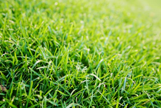 green grass in close up photography